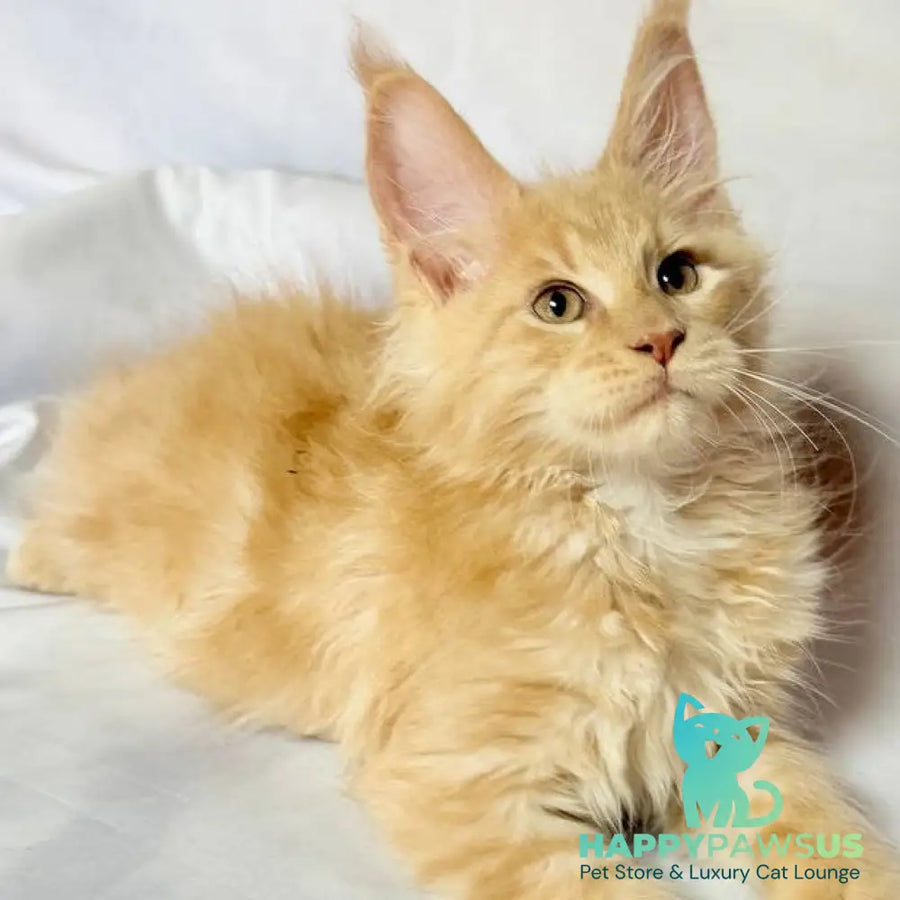 Lazarus Maine Coon polydactyl 6x6x6x6 male cream silver tabby - live animals