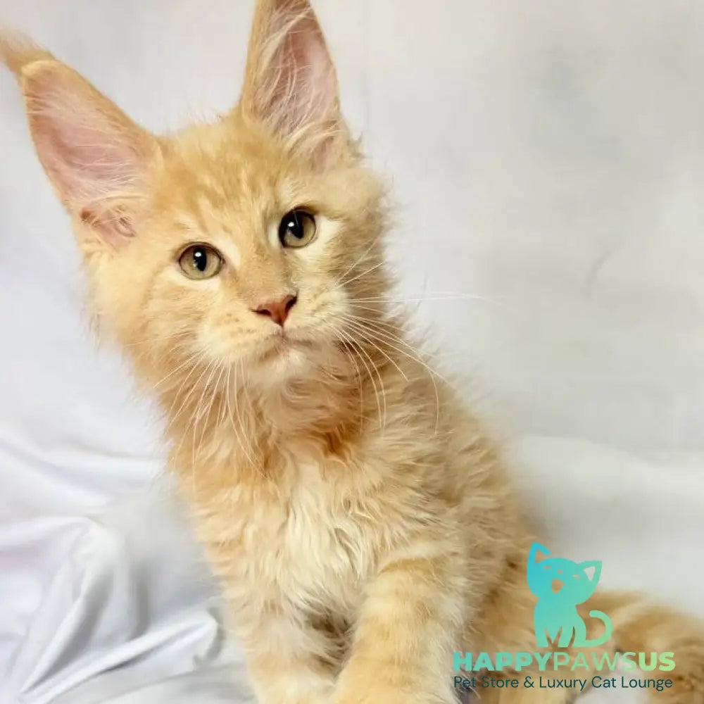 Lazarus Maine Coon polydactyl 6x6x6x6 male cream silver tabby - live animals