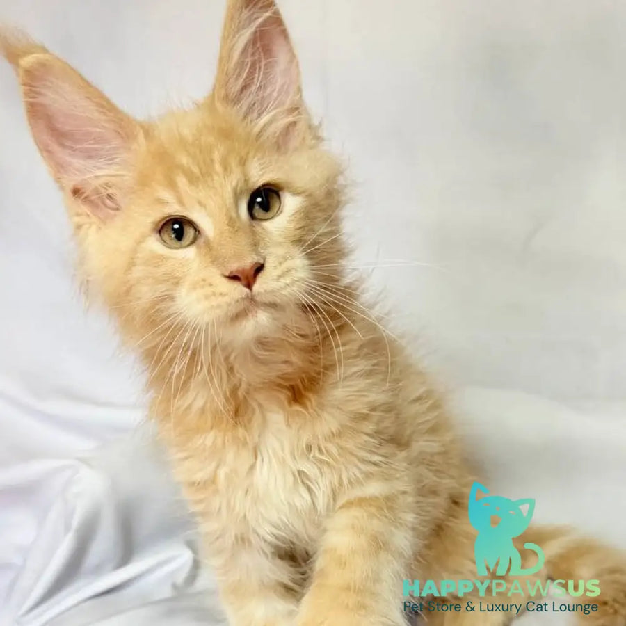 Lazarus Maine Coon polydactyl 6x6x6x6 male cream silver tabby - live animals