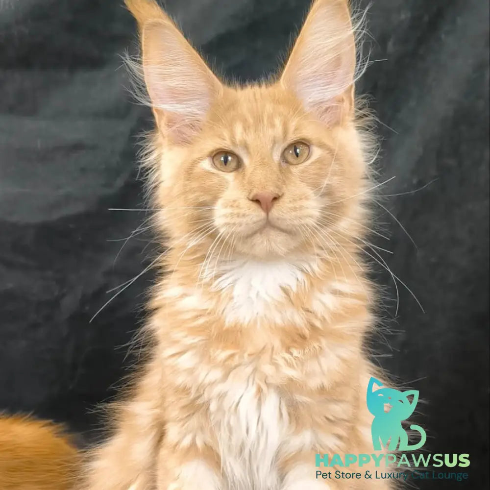 Lazarus Maine Coon polydactyl 6x6x6x6 male cream silver tabby - live animals