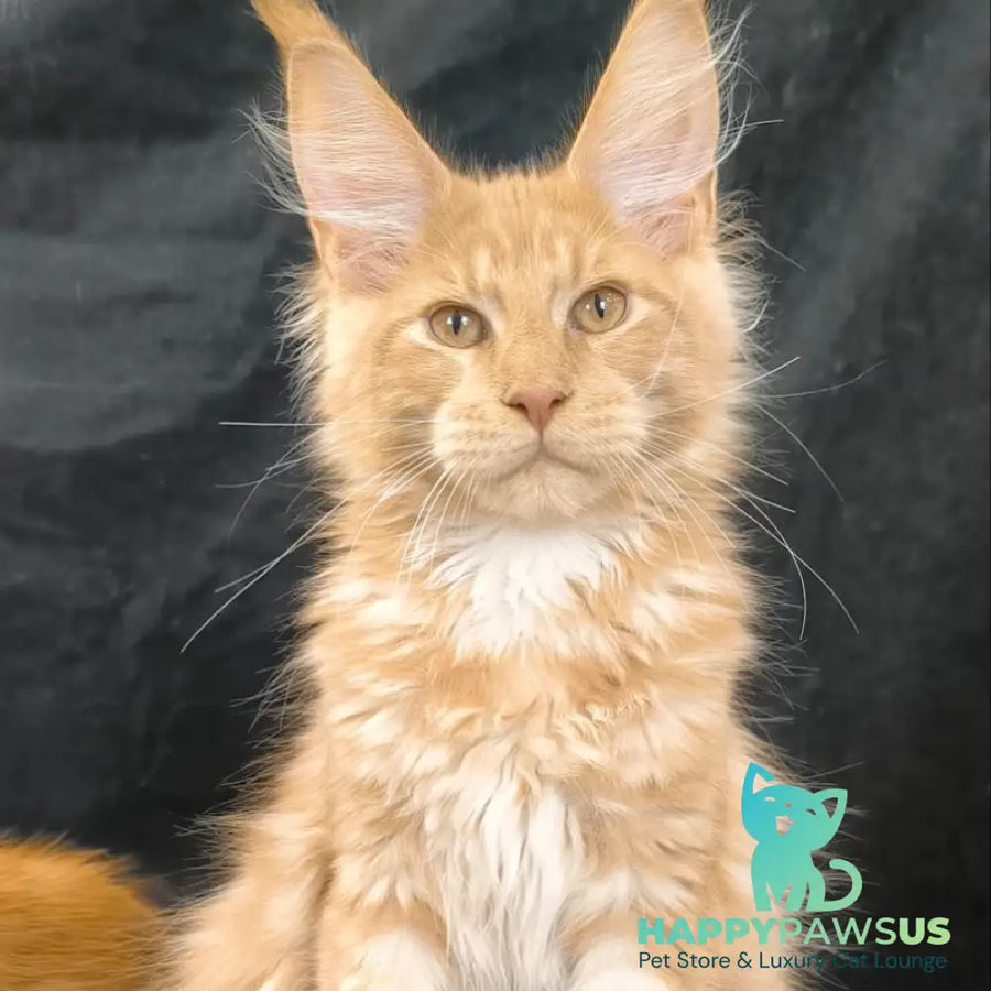 Lazarus Maine Coon polydactyl 6x6x6x6 male cream silver tabby - live animals