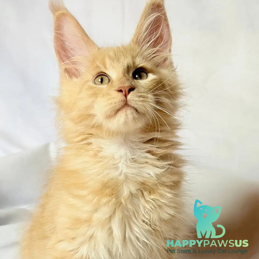 Lazarus Maine Coon polydactyl 6x6x6x6 male cream silver tabby - live animals