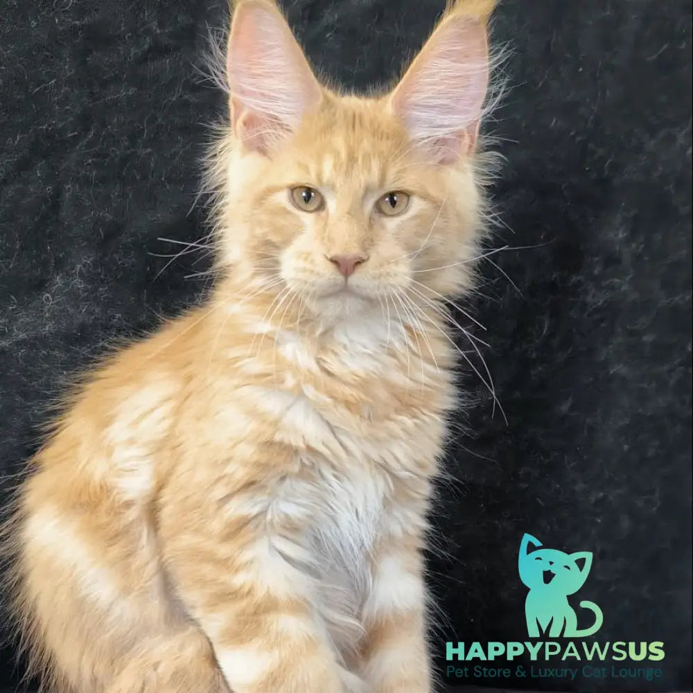 Lazarus Maine Coon polydactyl 6x6x6x6 male cream silver tabby - live animals