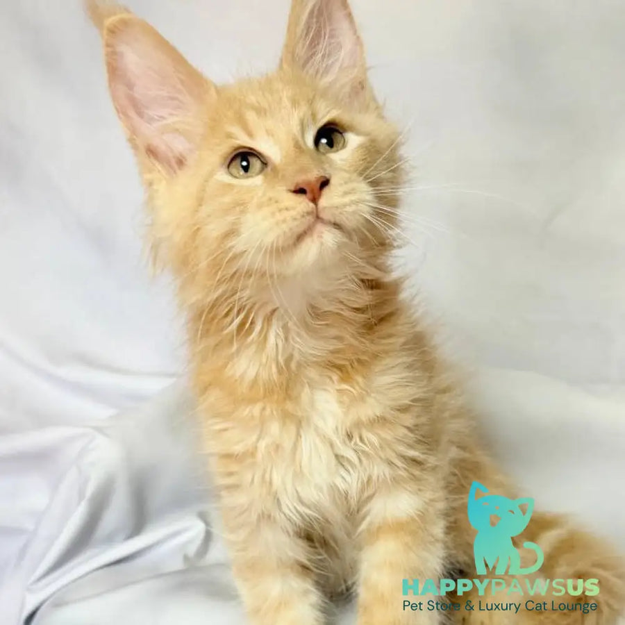 Lazarus Maine Coon polydactyl 6x6x6x6 male cream silver tabby - live animals