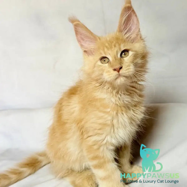 Lazarus Maine Coon polydactyl 6x6x6x6 male cream silver tabby - live animals