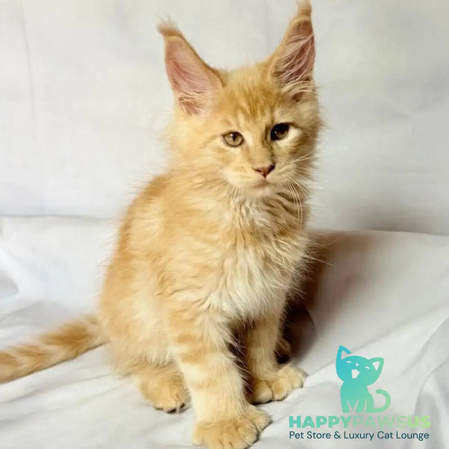 Lazarus Maine Coon polydactyl 6x6x6x6 male cream silver tabby - live animals