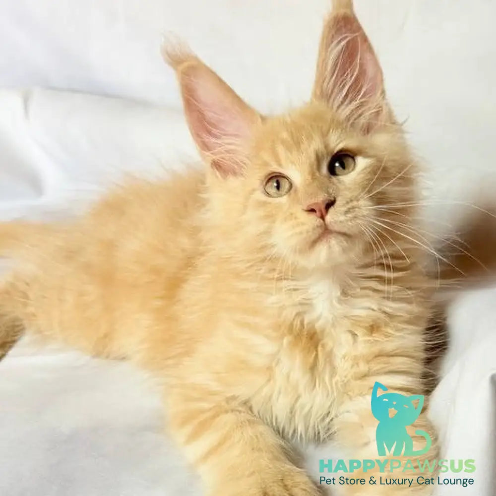 Lazarus Maine Coon polydactyl 6x6x6x6 male cream silver tabby - live animals