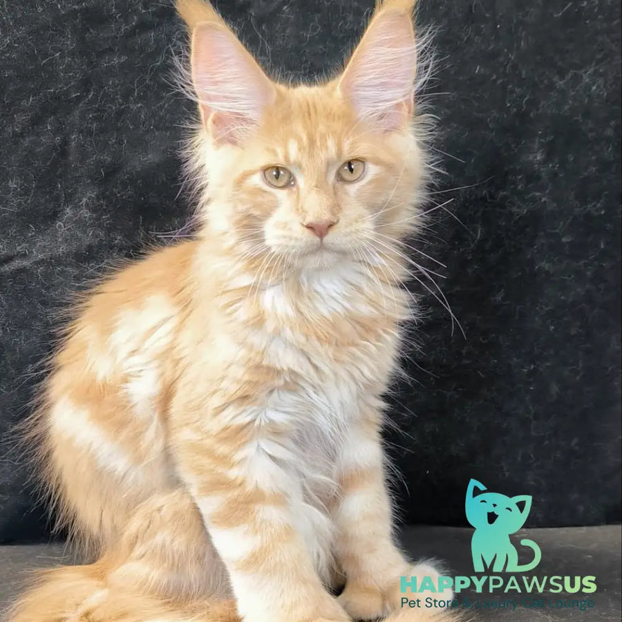 Lazarus Maine Coon polydactyl 6x6x6x6 male cream silver tabby - live animals