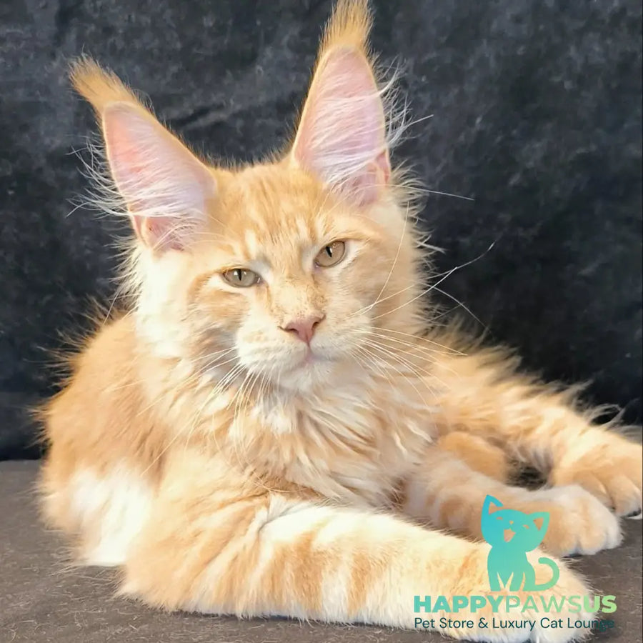 Lazarus Maine Coon polydactyl 6x6x6x6 male cream silver tabby - live animals