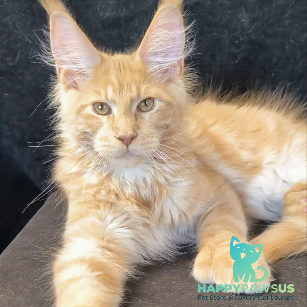 Lazarus Maine Coon polydactyl 6x6x6x6 male cream silver tabby - live animals