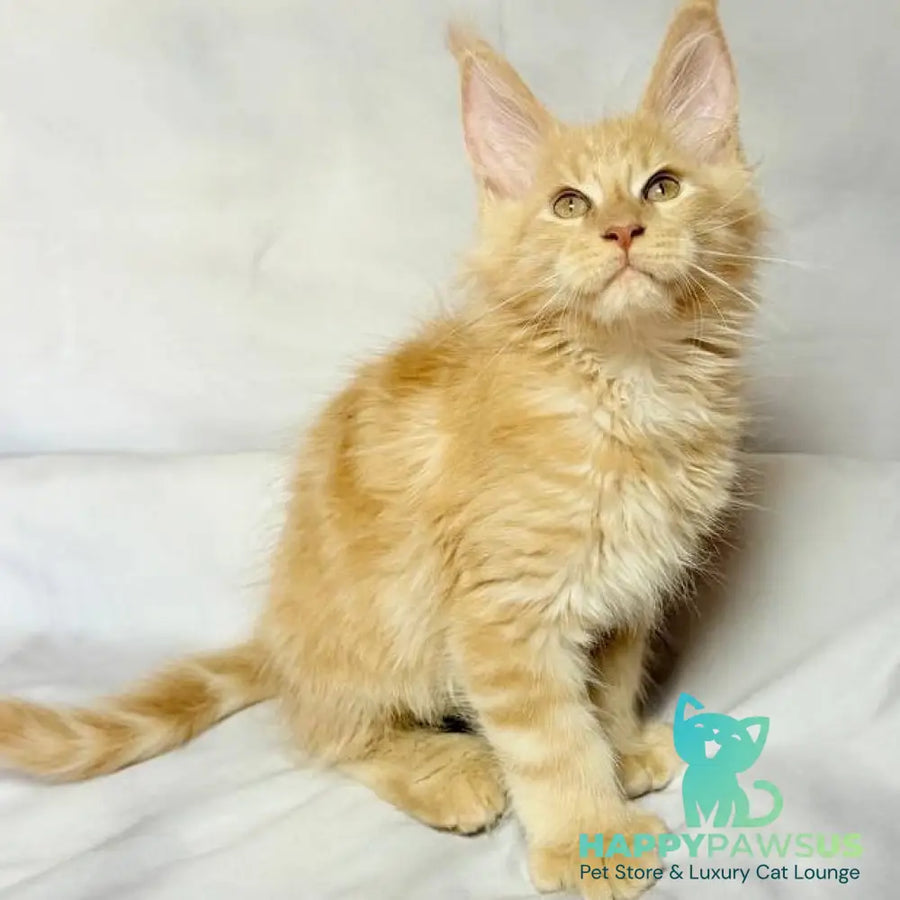 Lazarus Maine Coon polydactyl 6x6x6x6 male cream silver tabby - live animals