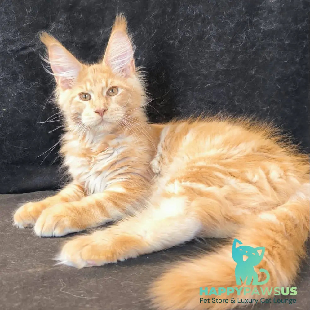 Lazarus Maine Coon polydactyl 6x6x6x6 male cream silver tabby - live animals