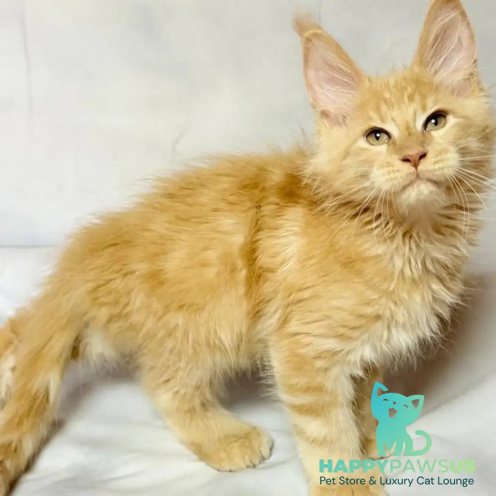 Lazarus Maine Coon polydactyl 6x6x6x6 male cream silver tabby - live animals