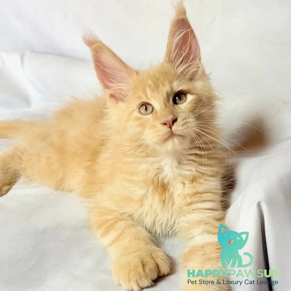 Lazarus Maine Coon polydactyl 6x6x6x6 male cream silver tabby - live animals