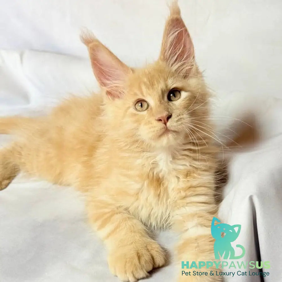Lazarus Maine Coon polydactyl 6x6x6x6 male cream silver tabby - live animals