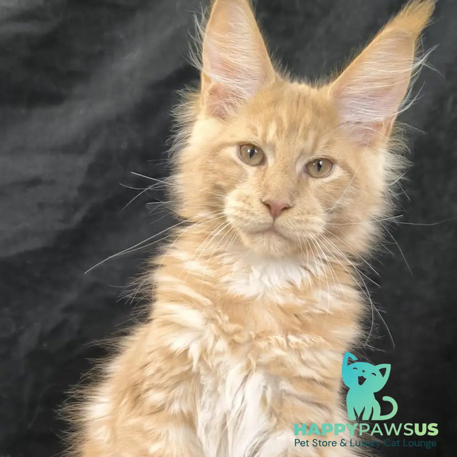 Lazarus Maine Coon polydactyl 6x6x6x6 male cream silver tabby - live animals