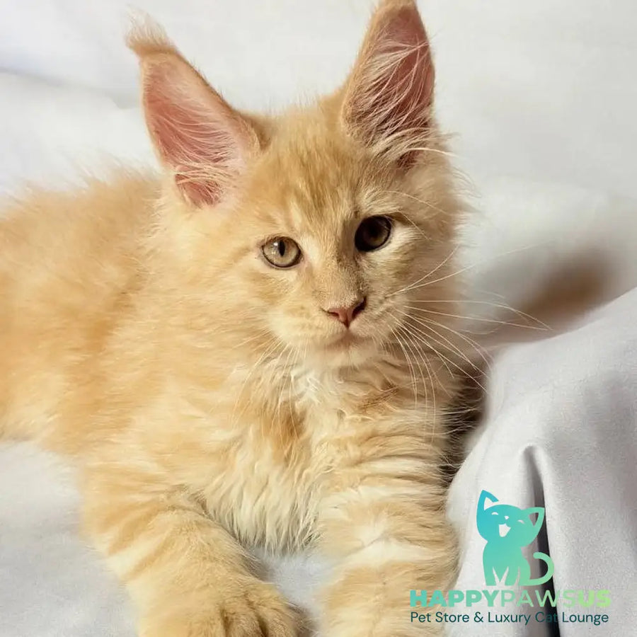 Lazarus Maine Coon polydactyl 6x6x6x6 male cream silver tabby - live animals