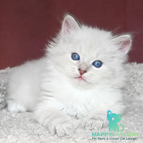 Lazurit Siberian male black tabby pointed - live animals