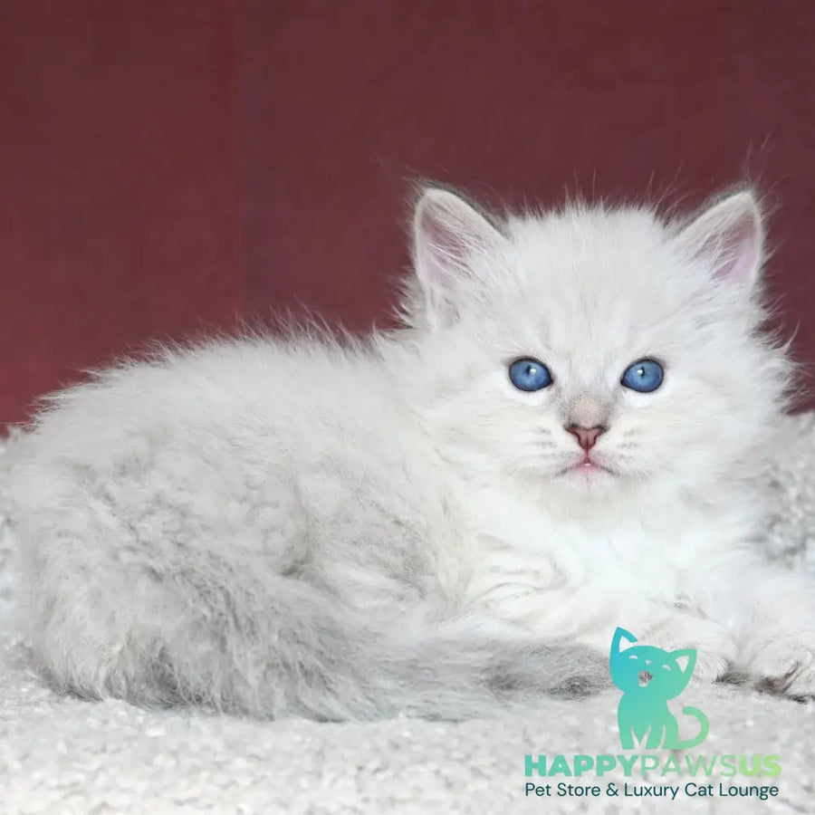 Lazurit Siberian male black tabby pointed - live animals