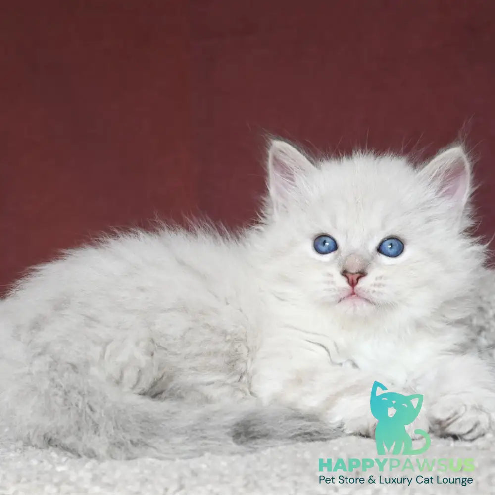 Lazurit Siberian male black tabby pointed - live animals