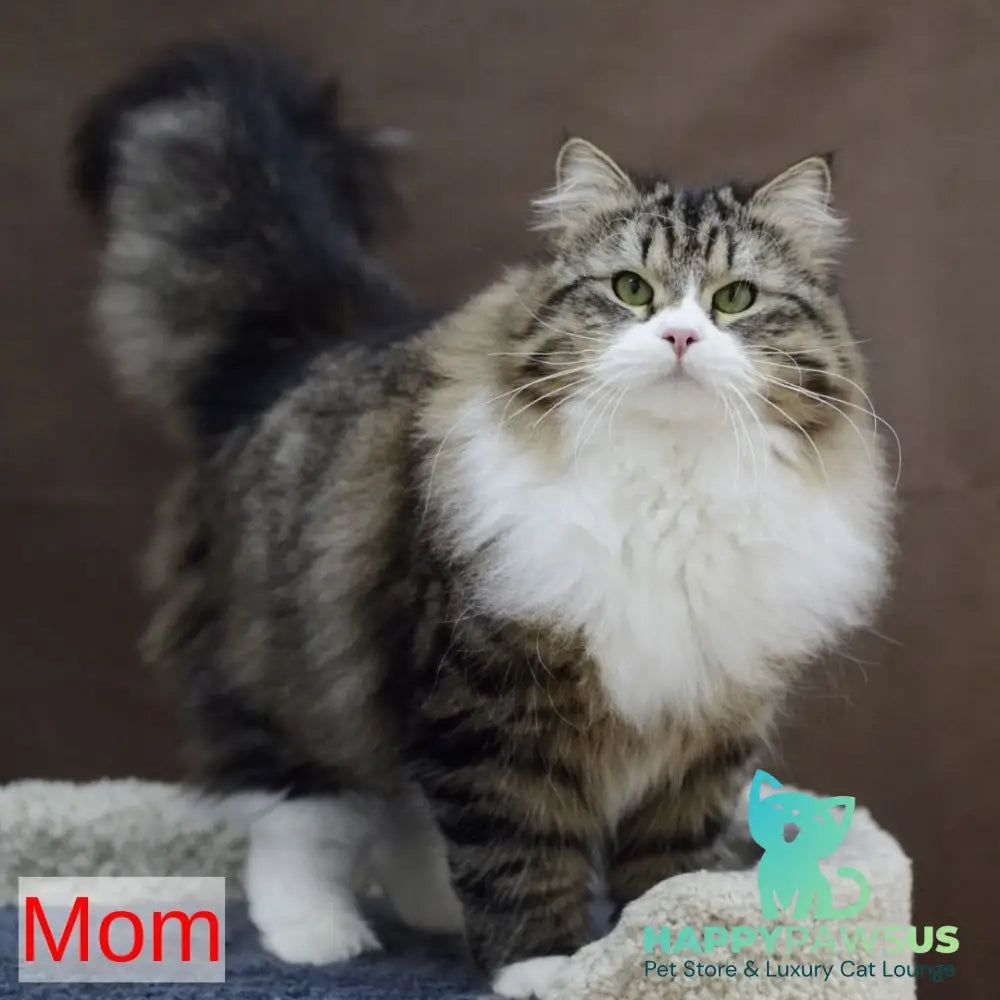 Lazurit Siberian male black tabby pointed - live animals
