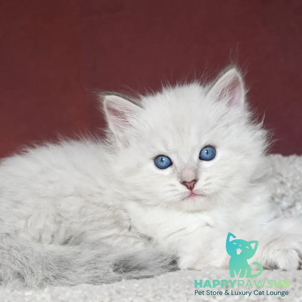 Lazurit Siberian male black tabby pointed - live animals