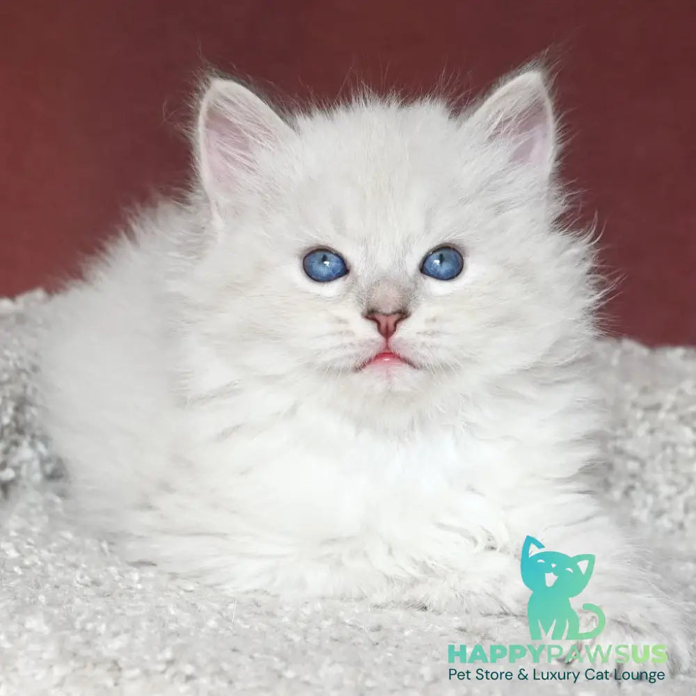 Lazurit Siberian male black tabby pointed - live animals