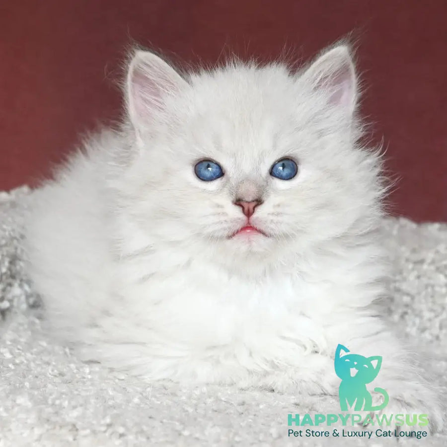Lazurit Siberian male black tabby pointed - live animals