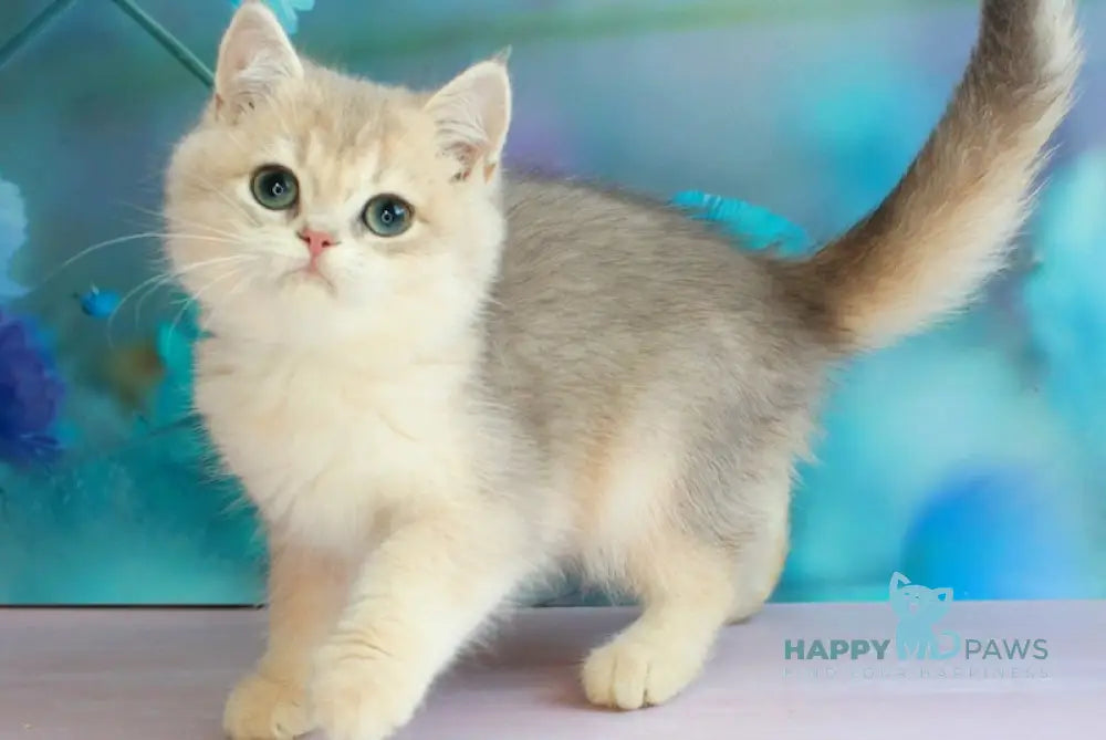 Leaf British Shorthair male blue golden shaded live animals
