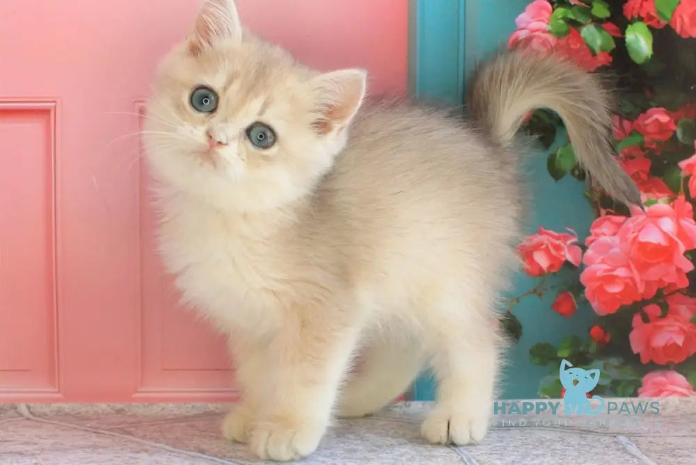 Leaf British Shorthair male blue golden shaded live animals