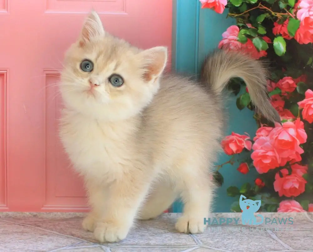 Leaf British Shorthair male blue golden shaded live animals