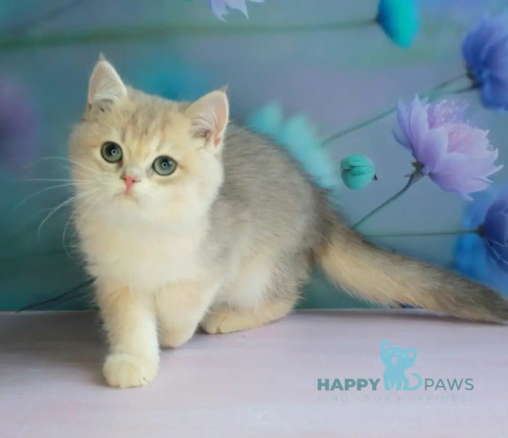 Leaf British Shorthair male blue golden shaded live animals