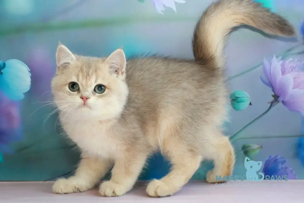 Leaf British Shorthair male blue golden shaded live animals