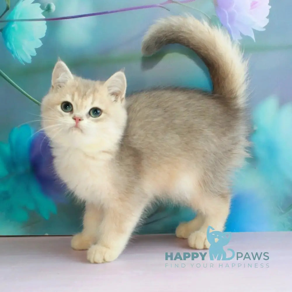 Leaf British Shorthair male blue golden shaded live animals