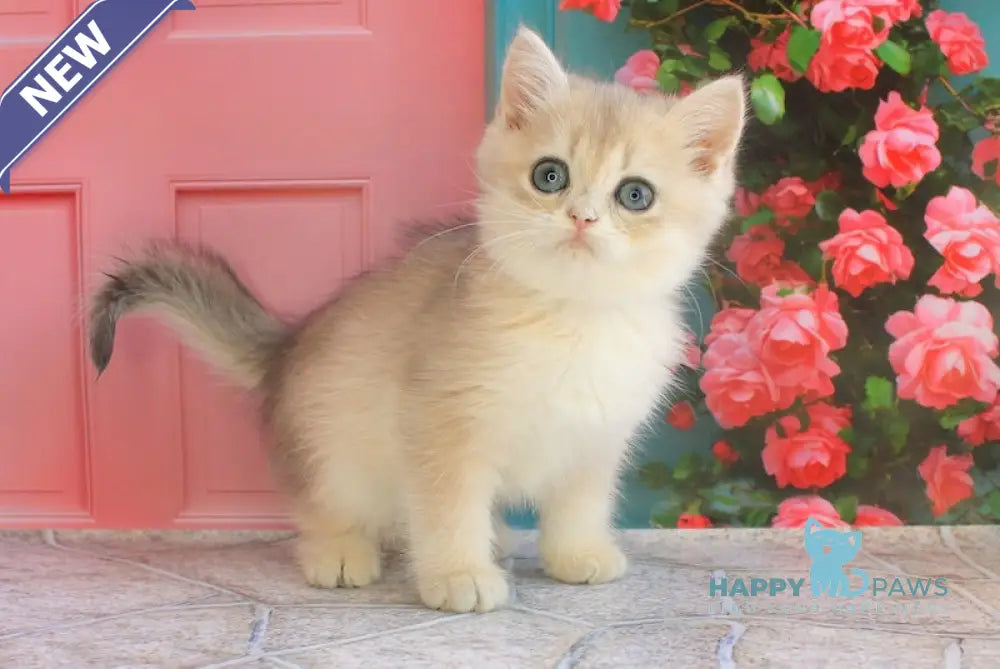 Leaf British Shorthair male blue golden shaded live animals
