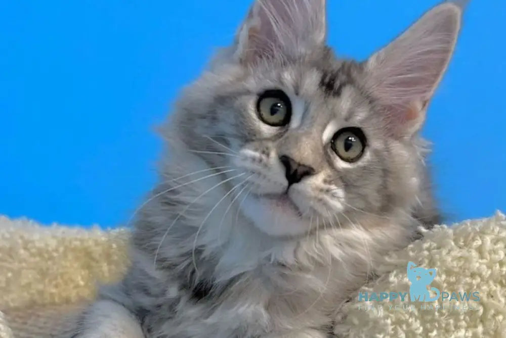 Leah Maine Coon female blue silver live animals