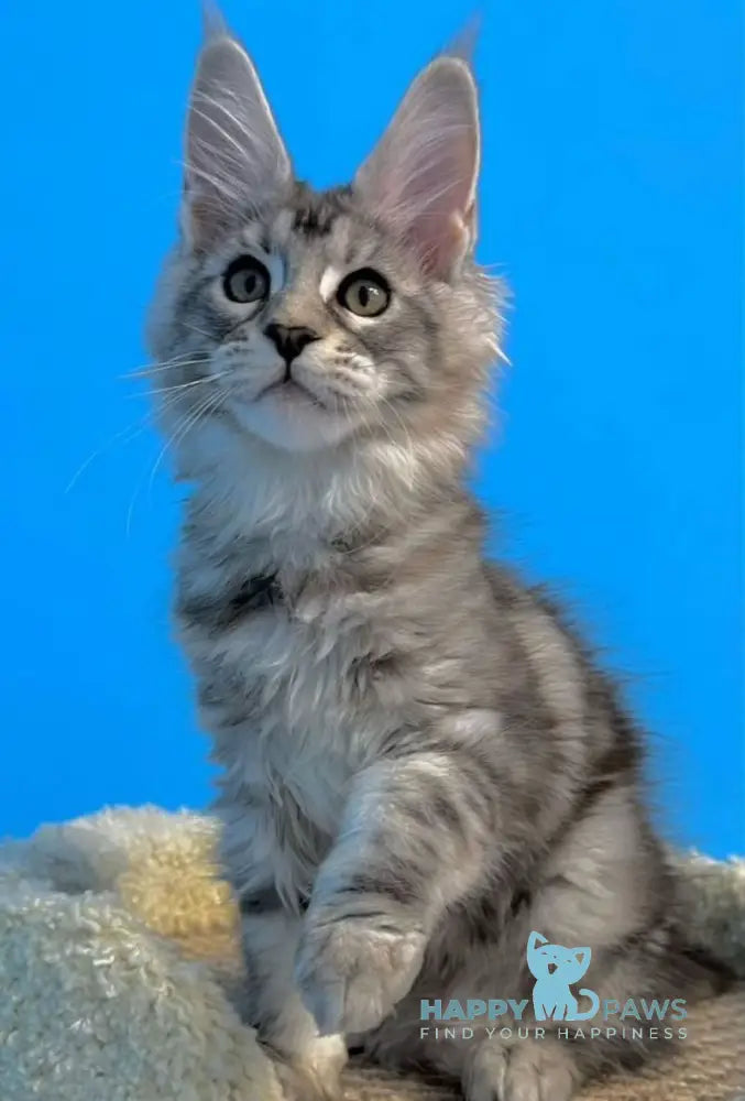 Leah Maine Coon female blue silver live animals
