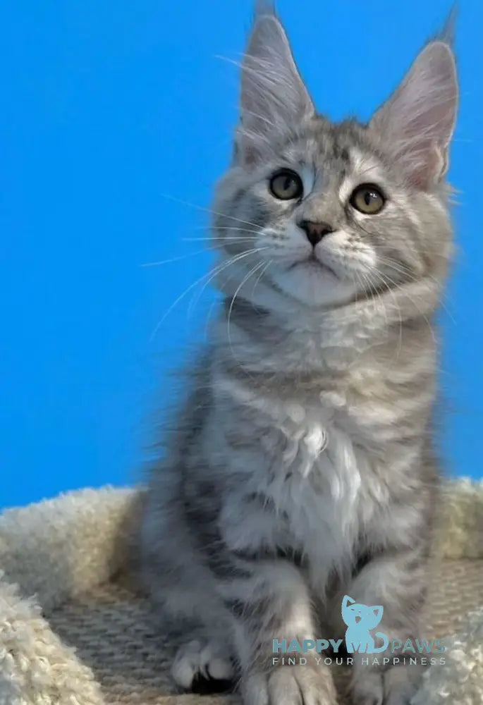 Leah Maine Coon female blue silver live animals
