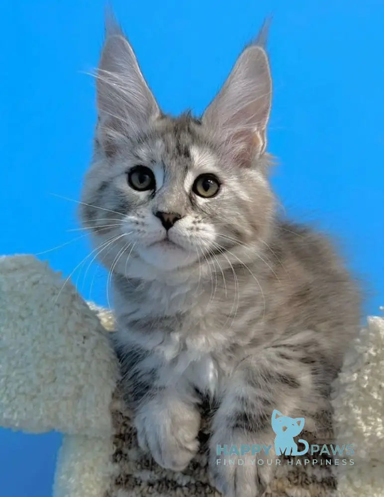 Leah Maine Coon female blue silver live animals