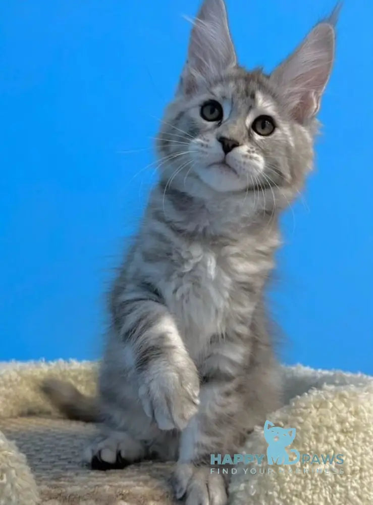 Leah Maine Coon female blue silver live animals