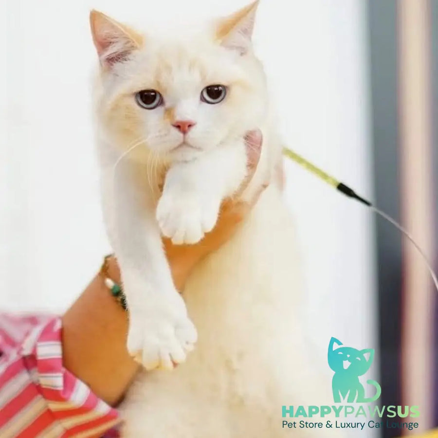 Leandro British Shorthair male red pointed bicolour - live animals