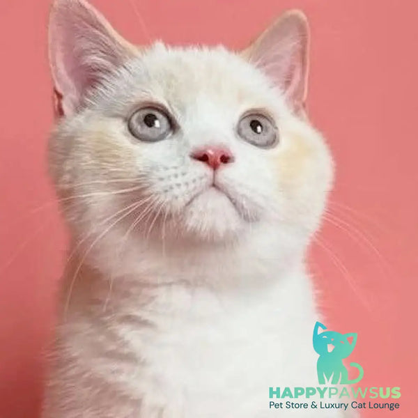 Leandro British Shorthair male red pointed bicolour - live animals