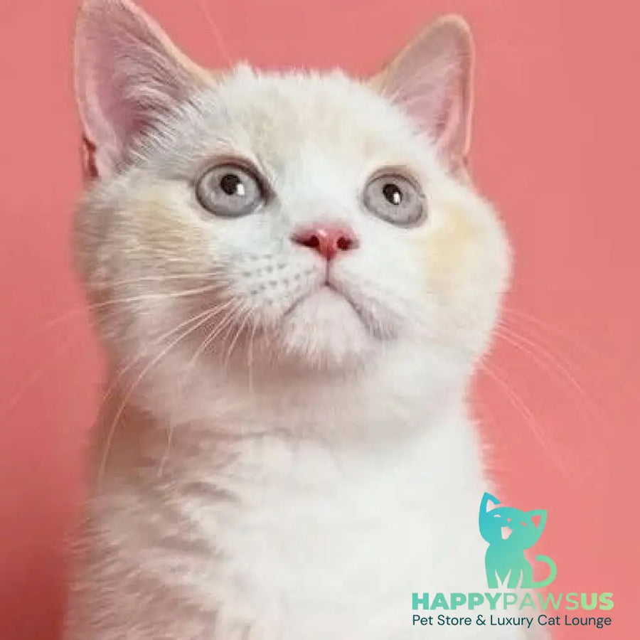 Leandro British Shorthair male red pointed bicolour - live animals