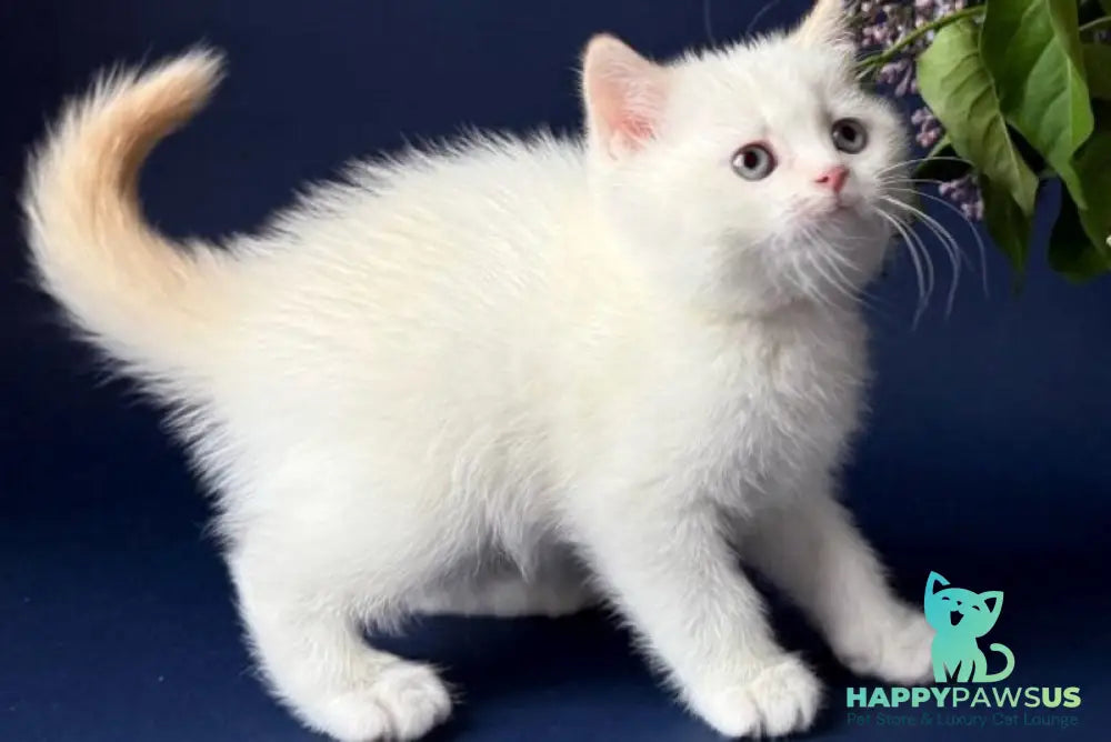 Leandro British Shorthair male silver pointed bicolour - live animals