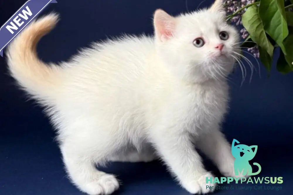 Leandro British Shorthair male silver pointed bicolour - live animals