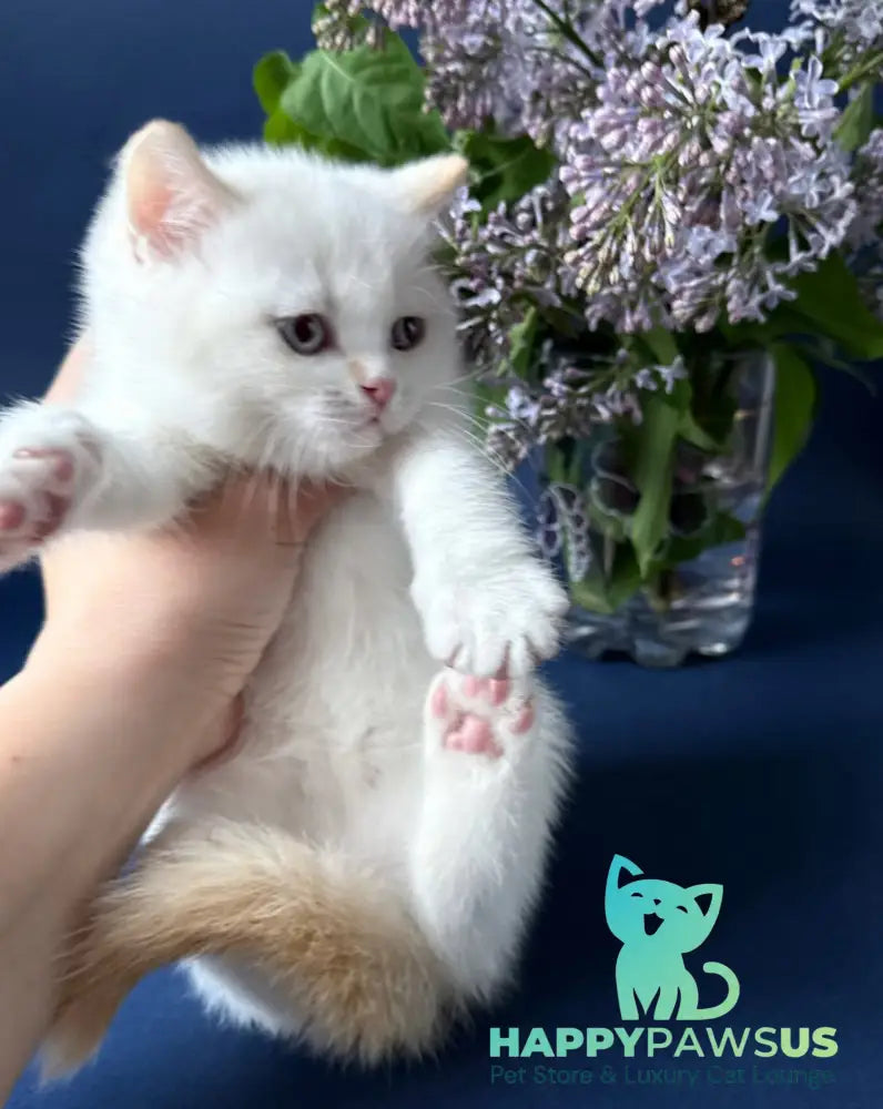 Leandro British Shorthair male silver pointed bicolour - live animals