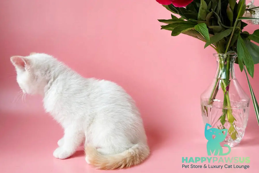 Leandro British Shorthair male silver pointed bicolour - live animals