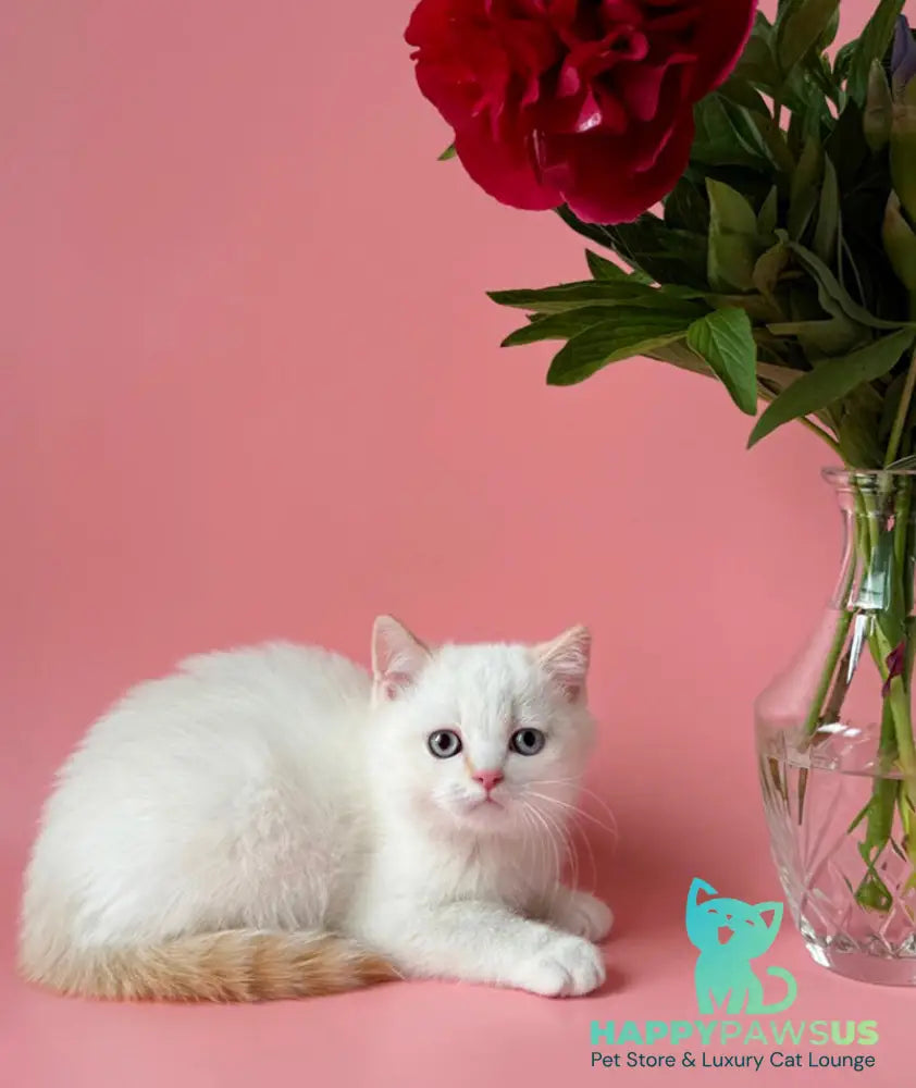 Leandro British Shorthair male silver pointed bicolour - live animals