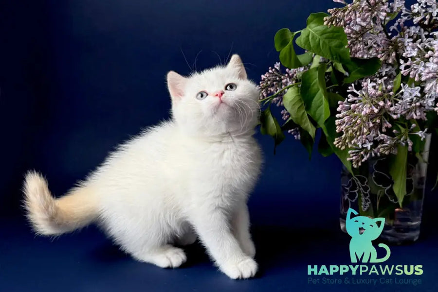 Leandro British Shorthair male silver pointed bicolour - live animals