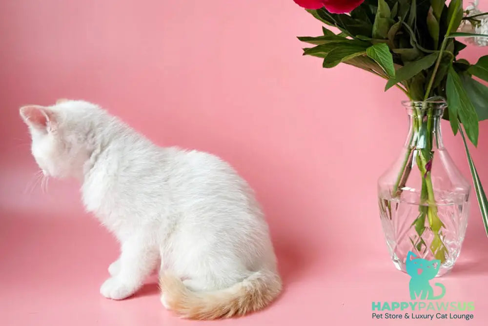 Leandro British Shorthair male silver pointed bicolour - live animals
